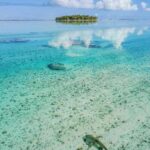 small shark and light ocean water by island
