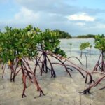 mangroves
