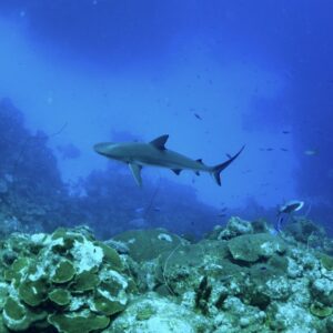 Underwater view of the Turks and Caicos Islands.